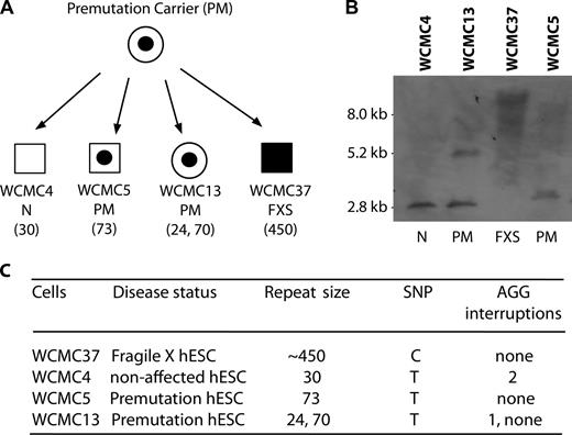 Figure 3. T/C single nucleotide change in FXS hESCs is linked to CGG repeat expansion. (A and B) Analysis of four hESCs WCMC4, 5, 13, and 37 derived from embryos from premutation (open circle with filled black circle) mothers and nonaffected (N) fathers. Numbers in parentheses are the repeat numbers of each line. Southern blot analysis of the CGG repeat length of the four hESC lines (B). WCMC4 shows nonaffected hESCs (male, open box). WCMC5 (male, open box with filled black circle) and 13 (female, open circle with filled black circle) are premutation hESCs. WCMC37 is a full mutation FXS hESC (male, black box). (C) The table summarizes the repeat length, AGG interruptions (PCR Asuragen capillary electrophoreses analysis; Fig. S3), and SNP analysis by DNA sequencing of the genomic DNA of a 1-kb DNA segment containing the SNP.