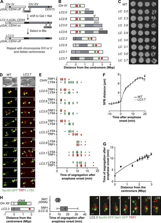 Figure 1. Segregation of extra-long chromosomes lacking rDNA. (A) LC chromosomes were obtained by homologous recombination between subtelomeric regions of chromosomes IV and XV. Centromere 4 was inactivated by transcription from the GAL1,10 promoter. The process was then repeated with additional chromosomes, and supernumerary centromeres were deleted to enable growth in glucose media. Resulting fusions are shown in B. Gal, galactose; Nat, nourseothricin; Ble, bleomycin. (B) Long chromosomes used in this study, named accordingly to their longest chromosome arm. The black bar represents the centromere, and chromosomes within the fusion are color coded; the length of the arms is shown in megabases. The red and green circles indicate the position of TetO (in TRP1) and LacO (in LYS4), respectively. See also Fig. S1 and Table S1. (C) Wild-type and LC cultures were grown to mid–log phase in YPD, and serial dilutions were plated in YPD plates and incubated at 30°C for 2 d. (D) Segregation of wild-type chromosome IV and LC3.7 imaged at 30°C. Spc42-GFP marks the SPBs (bright green dots). The segregation of LYS4 labeled with LacI-GFP (faint green dots) is marked with green arrowheads, and that of TRP1 (red dots visualized with TetR-mCherry) is marked with red arrows. Asterisks indicate the estimated time of spindle breakdown, defined when SPB distance decreased by >10% relative to its maximum value. Numbers indicate the time in minutes. Time 0 is anaphase onset (distance between SPBs >3 µm). (E) The time of segregation of TRP1 (red dots) and LYS4 (green dots; scored when sister spots are separated by >2 µm) was determined for the indicated chromosomes. Boxes include 50% of data points, and whiskers are 90%. Median (lines) and mean (crosses) are shown (n > 25 cells). (F) The distance between SPBs (Spc42-GFP) in wild-type and LC3.7 cells was determined during spindle elongation (n > 30). The arrow marks the mean time of spindle breakdown for both strains. (G) Time of segregation of TRP1 and LYS4 in LC chromosomes as a function of genomic distance to the centromere (n > 25 cells). White circles correspond to LYS4 and TRP1 in the rDNA-containing LC(IV:XII)cen4Δ. Data in F and G are shown as means and SEM. The line is a polynomial fit to the data points. (H) Time of segregation of rDNA and TRP1 in LC2.3 in cells imaged at 30°C. The segregation of TRP1 (red dots visualized with TetR-mCherry) is marked with red arrows, and Net1-GFP (nucleolar marker) is marked with green arrows. Numbers indicate the time in minutes. Time 0 is the anaphase onset (distance between SPBs >3 µm). Boxes include 50% of data points, and whiskers are 90%. Median (lines) and mean (crosses) are shown (n > 20 cells). Chr, chromosome; WT, wild type. Bars, 1 µm.