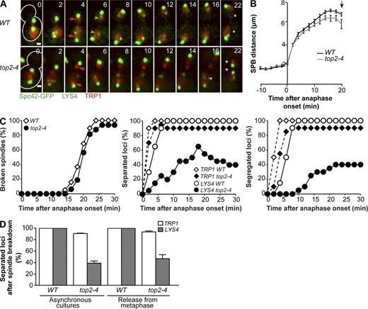 Figure 3. Topo II is required during anaphase for the segregation of chromosome IV. (A) Wild-type and top2-4 cells were grown to log phase at 25°C and imaged at 37°C. Imaging started 15 min after the temperature shift; only cells that initiated anaphase within the first 20 min of imaging were analyzed. Spc42-GFP marks the SPBs (bright green dots). The segregation of TRP1 (red dots visualized with TetR-mCherry) is marked with red arrows, whereas LYS4 loci labeled with LacI-GFP (faint green dots) are marked with green arrowheads. Note defective segregation of LYS4 in the top2-4 cell. Asterisks indicate spindle breakdown, defined when SPB distance decreased by >10% relative to its maximum value. Numbers indicate the time in minutes. Time 0 is anaphase onset. Cell outlines are depicted with white lines. Bars, 1 µm. (B) The distance between SPBs (Spc42-GFP) in wild-type and top2-4 cells treated as in A was determined during spindle elongation (n > 30 cells). The arrow marks the mean time of estimated spindle breakdown for both strains. Means and SEM are shown. See also Fig. S3. (C) Kinetics of spindle breakdown, separation, and segregation of centromeres (TRP1) and chromosome arm regions (LYS4) in cells treated as in A. Spindle breakdown was inferred by the sudden decrease in inter-SPB distance at the end of anaphase. TRP1 and LYS4 loci are scored as separated when two dots were distinguishable; segregation of the TRP1 and LYS4 is scored when sister spots are separated by >2 µm. n = 20 cells per strain. (D) The separation of TRP1 and LYS4 (scored when two sister spots can be visualized after spindle breakdown) determined by live-cell imaging in three independent experiments for cells treated as in A (asynchronous cultures). In a separate experiment, cells arrested in metaphase using pMET::CDC20 were released into anaphase at 37°C (release from metaphase). n > 20 cells each in three independent experiments. Means and SD are shown. WT, wild type.