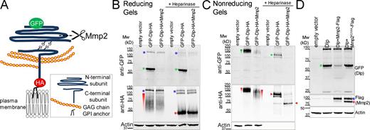 Figure 5. Mmp2 cleaves the N-terminal subunit of Dlp in cultured cells. All Western blots were performed on transiently transfected S2R+ cell lysates. (A) Diagram of a Dlp construct. Mature Dlp is processed by furin-like convertase into N- and C-terminal subunits that are linked by two disulfide bonds. GFP labels the N terminus and HA labels the C terminus. The cleavage by Mmp2 as deduced from experiments in B and C is shown. (B) On reducing gels, the N-terminal subunit ran at ∼60 kD (green asterisks); the GAG modifications on the C-terminal subunit caused it to run as a smear (red wedge), resolved by heparinase treatment to a ∼50 kD band (red asterisk). Mmp2 overexpression eliminated detection of the GFP-labeled N-terminal subunit (lanes 3 and 6). The high molecular weight bands (blue asterisk) probably represent unprocessed Dlp precursor polypeptide (see also Fig. S5 C). (C) On nonreducing gels, the disulfide-bonded Dlp protein ran as a smear at ∼150 kD (green and red wedges), resolved by heparinase into doublets (green and red arrow heads) between 100 kD and 150 kD. Mmp2 overexpression reduced the sizes of the Dlp smear (lane 3, red wedge) and band (lane 6, red arrowhead) recognized by HA. (D) Dlp cleavage required Mmp2 catalytic activity, as Mmp2E258A did not decrease the level of GFP-labeled N-terminal subunit (compare lanes 3 and 4). Flag-tagged Mmp2 ran as doublets (the blue asterisk represents the likely zymogen and the red asterisk represents the likely activated enzyme without the pro-domain). Actin, loading control.