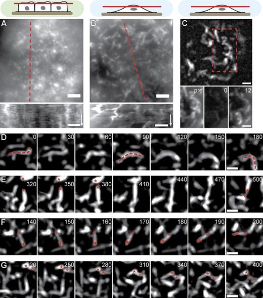 Figure 3. MV dynamics. (A and B) Qualitative motion analysis of MDCK cells stably transfected with Lifeact-GFP. Kymographs along the dotted red lines reveal lateral actin rearrangement specifically in nonconfluent cells (time arrows, 300 s; Videos 1 and 2). (C) Rapid turnover of actin-GFP shown by FRAP. Red dotted box is magnified on the bottom. Pre, time before FRAP event. (D–G) Image series demonstrating typical MV reorganization through bending (D), exchange of connectivity (E), pivoting (F), and lateral translation (G). Red dotted lines, asterisks, and arrowheads indicate MV contours and ends for the respective behaviors. Also see Video 3. Bars: (A–C) 2 µm; (D–G) 1 µm. Times are given in seconds.