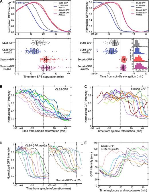 Figure 3. Role of the SAC in APC/CCdc20 substrate degradation. (A) Clb5 and securin degradation profiles in wild-type and mad2Δ cells. Cells are aligned using either SPB separation (left, broken line) or spindle elongation (right, solid line). Top panels show averaged and normalized traces as in Fig. 2, C and D. Bottom panels show the time of 50% substrate degradation in individual cells (Fig. S1 C). Each dot represents a single cell, and n > 90 cells per strain. For each strain, the middle bar indicates the median value, and error bars indicate the 25th and 75th percentiles. The inset in the bottom right panel shows a histogram of protein half-lives in different strains, calculated from single cell traces; n > 100 cells per strain. (B–D) Clb5 and securin degradation in nocodazole-treated cells; n > 20 cells per strain. Asynchronous cells were plated on agarose pads with 15 µg/ml nocodazole 10 min before imaging began. Representative traces from individual cells are normalized and aligned to spindle reformation (broken lines). The traces shown here were selected on the basis of two criteria: minimum overlap among traces for clarity of viewing, and inclusion of only mitotic cells, as judged by bud size. Wild-type (B and C) and mad2Δ cells (D) are shown. In B and C, representative cells with fast substrate degradation after recovery from the SAC arrest are shown in bold lines. (E) Clb5 degradation in nocodazole with CDC20 shut off; n > 20 cells. Asynchronous cells were grown in 2% galactose and plated on an agarose pad with 2% glucose and 15 µg/ml nocodazole. Representative traces began 10 min after cells were plated on the agarose pad and were selected randomly.