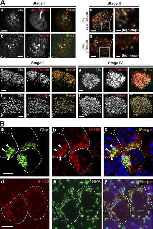 Figure 1. Cby localization at different stages of ciliated cell differentiation. (A) MTECs were colabeled at the indicated ciliogenesis stages with antibodies against Cby and the centriole/basal body/ciliary axoneme marker acetylated (ac) α-tubulin or the centriole/basal body marker γ-tubulin. Essentially, immunostaining of CbyKO MTECs with the Cby antibody produced no signals (not depicted) confirming the antibody specificity. Bars: (main images) 2 µm; (high magnification images for stage II) 0.5 µm. See also Fig. S2 A. (B) Stage II MTECs were costained with Cby and IFT20 antibodies (a–c) or with the IFT20 antibody and the cis-medial Golgi marker lectin HPA (d–f). Nuclei in the merged image were visualized by DAPI (blue). (a–c) Arrowheads indicate areas of diffuse Cby staining that prominently overlap with IFT20. (d–f) In ciliated cells, IFT20 also showed Golgi localization. Dashed lines demarcate cell boundaries. Bars, 5 µm. See also Fig. S2 B.