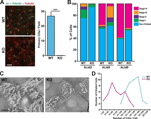 Figure 5. Impaired ciliogenesis in CbyKO ciliated cells. (A) WT and CbyKO MTECs were colabeled at ALId2 with acetylated (ac) α-tubulin and γ-tubulin antibodies. Bar, 10 µm. The quantification of primary cilia is shown in the graph on the right. For each genotype, primary cilia were counted in three microscopic fields (100× magnification) per MTEC preparation, and data are presented as means ± SEM from three independent MTEC preparations. ***, P < 0.001. (B) WT and CbyKO MTECs were fixed at ALId2, d5, and d9, and the percentage of cells in each stage of ciliogenesis were quantified based on immunostaining for acetylated α-tubulin and γ-tubulin. At least 600 cells/genotype/ALI day were counted from three independent MTEC preparations. See also Fig. S4. (C) Representative SEM images of WT and CbyKO ciliated cells in MTEC cultures at ALId9. Numerous short microvilli are apparent on the apical surface of CbyKO ciliated cells. Bar, 5 µm. (D) The number of cilia on ciliated cells was quantified on SEM images of MTEC cultures at ALId9, and the distribution of ciliated cells with numbers of cilia per cell was grouped into bins of 20. WT, n = 43; KO, n = 39.