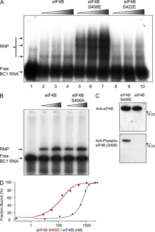Figure 1. S406 phosphorylation status is a determinant of eIF4B binding affinity to BC1 RNA. (A) EMSA experiments were performed with 32P-labeled BC1 RNA and recombinant eIF4B proteins (unmodified eIF4B, eIF4B S406E, and eIF4B S422E). RNP complexes were formed in lanes 2–10 (in the presence of eIF4B proteins) but not in lane 1 (in the absence of eIF4B). Intensities of RNP bands were substantially increased in BC1 RNA–eIF4B S406E reactions (lanes 5–7), in comparison with basal levels in BC1 RNA–unmodified eIF4B reactions (lanes 2–4) or in BC1 RNA–eIF4B S422E reactions (lanes 8–10). Proteins were used at concentrations of 115 nM, 330 nM, and 445 nM, respectively. (B) To examine binding of BC1 RNA to eIF4B S406A, EMSA experiments were performed with 32P-labeled BC1 RNA and unmodified eIF4B or eIF4B S406A. RNP complexes were formed in the presence of unmodified eIF4B (lanes 2 and 3) and in the presence of eIF4B S406A (lanes 4 and 5), but not in the absence of eIF4B (lane 1). Intensities of RNP bands were similar in BC1 RNA–eIF4B reactions (lanes 2 and 3) and in BC1 RNA–eIF4B S406A reactions (lanes 4 and 5). Proteins were used at concentrations of 115 nM and 330 nM. (C) To examine the phosphorylation status of S406 in recombinant eIF4B, we performed Western blot analysis with unmodified eIF4B and phosphomimetic eIF4B S406E. Unmodified eIF4B and eIF4B S406E were both recognized by a pan-eIF4B antibody (left). In contrast, only eIF4B S406E was detected by an antibody specific for phospho-S406 eIF4B. (D) Quantitative analysis of a series of EMSA experiments was used to calculate equilibrium dissociation constants by fitting the data to the Hill equation (Ryder et al., 2008). For the interaction of BC1 RNA with unmodified (i.e., dephospho-S406; see Fig. S1 B) eIF4B (blue curve), an equilibrium dissociation constant of Kd = 760 nM was established, whereas for the interaction with phosphomimetic eIF4B S406E (red curve), the dissociation constant was Kd = 90 nM.