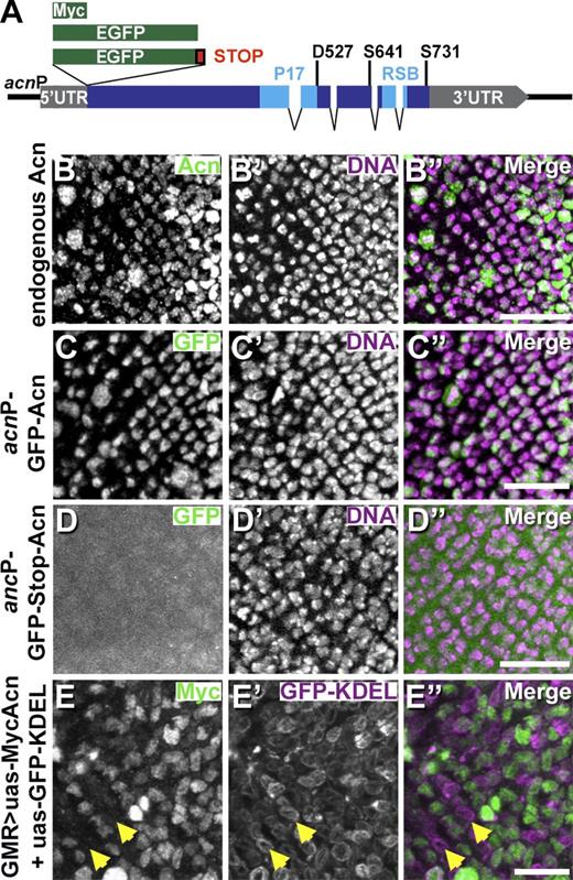 Figure 1. Acn is regulated on the protein level. (A) Schematic of acn locus and genomic transgenes all inserted at 96F3 for this study. RSB is the conserved RNPS1 and SAP18 binding site (Martelli et al., 2012). (B–E″) Projections of confocal sections of eye discs showing early stages of photoreceptor development. Regions of eye discs shown are just posterior to the furrow as in the white frame of Fig. 2 D. Images show wild-type discs stained for endogenous Acn (B) and DNA (B′) or discs with indicated transgenes stained for GFP (C and D) and DNA (C′ and D′) or for Myc (E) and GFP (E′). Arrows in E–E″ point to cells expressing GFP-KDEL but lacking Myc-Acn. Merged images are to the right. Bars, 20 µm. Detailed genotypes are given in Table S2.