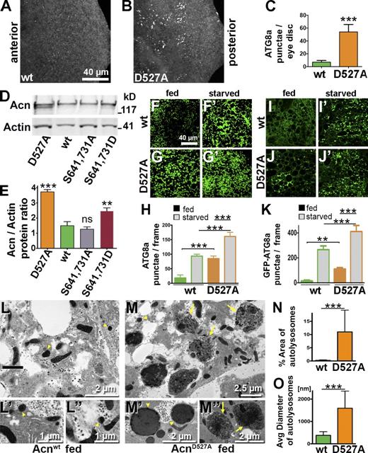 Figure 3. Stabilized AcnD527A enhances basal autophagy. (A and B) Micrographs of fed Acnwt or AcnD527A larval eye discs stained for Atg8a. (C) Quantification of Atg8a punctae in eye discs from five larvae. (D) Western blot of fat body lysates from 96-h fed larvae probed for Acn and Actin. (E) Quantification of blots for Acn levels relative to Actin (n = 3). (F–G′ and I–J′) Micrographs of Acnwt or AcnD527A fat bodies encompassing six to eight cells from 96-h fed or starved size-matched larvae. (F–G′) Fat bodies stained with antibodies against Atg8a. (H) Quantification of Atg8a punctae averaged from five larvae from one representative experiment out of three repeats. (I–J′) GFP-Atg8a fluorescence detected in live fat bodies. (K) Quantification of GFP-Atg8a punctae averaged from five larvae from one representative experiment out of three repeats. (L–M″) TEMs of fed Acnwt or AcnD527A fat bodies. Examples of dense lysosomes (arrowheads) and membrane-enriched autolysosomes (arrows) are shown at higher magnification. (N) Quantification of percentage of autolysosomal area averaged from 25 images per genotype. (O) Quantification of diameters of ≥100 lysosomes and autolysosomes per genotype. Detailed genotypes are given in Table S2. wt, wild type. Error bars show means ± SD. **, P < 0.01; ***, P < 0.001.