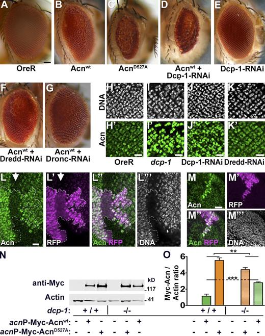 Figure 4. Acn levels and activity is regulated by Dcp-1. (A–G) Micrographs of wild type (A) and eyes in which GMR-Gal4 drives expression of Acnwt (B), AcnD527A (C), Acnwt + Dcp-1–RNAi (D), Dcp-1-RNAi (E), Acnwt + Dredd-RNAi (F), Acnwt + Dronc-RNAi (G). Bar, 50 µm. (H–K′) Micrographs of larval eye discs stained for DNA and Acn (green) from OreR (H and H′), dcp-1 (I and I′), GMR-Gal4, UAS–Dcp-1–RNAi (J and J′), and GMR-Gal4, UAS-Dredd-1–RNAi (K and K′). (L–M″′) Micrographs of eye (L–L″′) and antennal (M–M″′) discs with clones of cells expressing Dcp-1–RNAi marked by RFP and stained for Acn and DNA. Arrow indicates the morphogenetic furrow and the broken line indicates the clone boundary. (N) Western blots of wild type (+/+) or dcp-1 larvae (−/−) expressing Myc-Acnwt or Myc-AcnD527A as indicated. Blots were probed for Myc or Actin. (O) Quantification of blots (n = 3) as shown in N. Bars: (H–M) 10 µm. Detailed genotypes and roughness quantification are given in Tables S1 and S2. Error bars show means ± SD. **, P < 0.01; ***, P < 0.001.