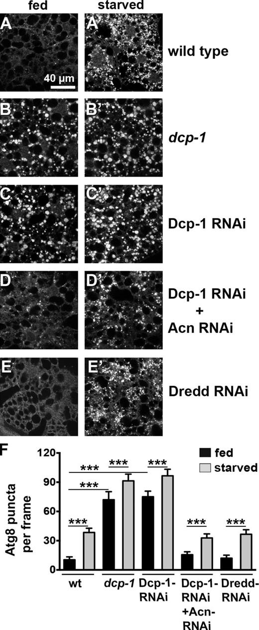 Figure 5. Dcp-1 regulates basal autophagy. (A–E′) Micrographs show fat bodies from 96-h fed and starved size-matched larvae stained for Atg8a. Genotypes are wild type (A), dcp-1 (B), Da-Gal4, UAS–Dcp-1–RNAi (C), Da-Gal4, UAS–Dcp-1–RNAi + UAS-Acn-RNAi (D), and Da-Gal4, UAS-Dredd-RNAi (E). Each image encompasses six to eight cells. (F) Quantification of Atg8a punctae averaged from five larvae from one representative experiment out of three repeats. wt, wild type. See also Fig. S1 H for efficiency of Acn knockdown. Detailed genotypes are given in Table S2. Error bars show means ± SD. ***, P < 0.001.