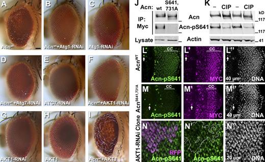 Figure 6. AKT1 phosphorylates Acn. (A–I) Micrographs of eyes expressing the indicated UAS transgenes under control of GMR-Gal4. Bar, 50 µm. (J) Western blots of anti-Myc immunoprecipitates of Myc-Acnwt and Myc-AcnS641,731A expressed in S2 cells and detected with antibodies against Acn or Acn-pS641. S2 cell lysates were probed for Actin. IP, immunoprecipitation; wt, wild type. (K) Western blots of lysates from S2 cells expressing Myc-Acnwt that were treated without (−) or with calf intestinal phosphatase (CIP) and probed for Acn, Acn-pS641, or Actin. (L–M″) Apical most regions of eye discs that include cone cell nuclei (marked CC) are depicted in z projections of confocal sections. Eye discs were from larvae expressing Myc-Acnwt (L–L″) or Myc-AcnS641,731A (M–M″) and were stained for Acn-pS641, Myc, and DNA. Arrows point to unspecific staining in mitotic cells. (N–N″) Projection of confocal sections of eye disc expressing AKT1-RNAi within RFP-marked clones (magenta) and stained for Acn-pS641 (N′) and DNA (N″). The broken line indicates the clone boundary. Detailed genotypes and roughness quantification are given in Tables S1 and S2.