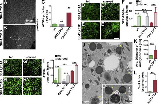 Figure 8. AKT1-mediated phosphorylation of Acn modulates basal autophagy. (A and B) Micrographs of fed AcnS641,731A or AcnS641,731D eye discs stained for Atg8a. (C) Quantification of Atg8a punctae in eye discs from five larvae. (D–E′ and G–H′) Micrographs of AcnS641,731A or AcnS641,731D fat bodies encompassing six to eight cells from 96-h fed or starved size-matched larvae. Bars, 40 µm. (D–E′) GFP-Atg8a fluorescence detected in live fat bodies. (F) Quantification of GFP-Atg8a punctae averaged from five larvae from one representative experiment out of three repeats. (G–H′) Fat bodies stained for Atg8a. (I) Quantification of Atg8a punctae averaged from five larvae from a single representative experiment out of three repeats. (J) TEM images of fed 96-h fat bodies expressing AcnS641,731D. Examples of dense lysosomes (arrowheads) and membrane-enriched autolysosomes (arrows) are shown at higher magnification (inset). (K) Quantification of diameters of ≥100 lysosomes and autolysosomes diameters per genotype. (L) Quantification of percentage of autolysosomal area averaged from 25 images per genotype. Wild-types images are shown in Fig. 3 L. Detailed genotypes are given in Table S2. wt, wild type. Error bars show means ± SD. **, P < 0.01; ***, P < 0.001.