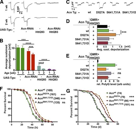 Figure 9. Acn regulates quality control autophagy and longevity. (A and B) ERGs of 1- or 2-wk-old flies expressing the indicated UAS transgenes (Tgs) under control of GMR-Gal4. (B) Quantification of sustained negative photoreceptor response averaged from three replicate experiments including at least 64 traces from eight flies. (C and D) ERGs of 2-wk-old flies all expressing UAS-HttQ93 under control of GMR-Gal4 (GMR>HttQ93) and the indicated genomic Acn transgenes. (D) Quantification of sustained negative photoreceptor response from three replicate experiments including at least 64 traces from eight flies. Avg. sust., average sustained. (E) Quantification of dot blots measuring aggregated HttQ93 protein in fly heads expressing UAS-HttQ93 under control of GMR-Gal4 (GMR>HttQ93) and the indicated genomic Acn transgenes. Flies expressing neither indicate background level of dot blot measurements (n = 3). rel., relative; arb units, arbitrary units. (F) Starvation-induced mortality of flies expressing the indicated Acn proteins. In the parenthesis shown are the numbers of initial flies in a single representative experiment. (G) Survival curves of flies expressing the indicated Acn proteins. In the parenthesis shown are the numbers of initial flies in a single representative experiment. Detailed genotypes are given in Table S2. wt, wild type. Error bars show means ± SD. **, P < 0.01; ***, P < 0.001; ****, P < 0.0001.