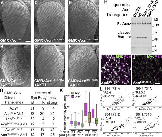 Figure 7. AKT1 phosphorylation regulates Acn levels. (A–F) SEMs of eyes expressing the indicated UAS-Acn transgenes with or without UAS-AKT1 under control of GMR-Gal4. Bar, 50 µm. (G) Number of flies with the indicated degree of roughness for genotypes as in A–F. (H) Western blot of lysates from fed 75-h larvae with the indicated Acn transgenes probed for Acn. Bands of full-length and cleaved Acn are indicated. FL, full length; wt, wild type. (I and J) Acn expression in developing photoreceptors visualized in projections of confocal sections of eye discs from acnP-Myc-AcnS641,731D (I) or acnP-Myc-AcnS641,731A (J) larvae stained for Myc and Acn. Bar, 10 µm. (K and L) Quantification of Acn and Myc levels in early R3/4 and R2/5/8 cells from ≥120 ommatidia from three eye discs. (K) Box and whisker graphs of integrated intensities of Acn and Myc immunoreactivity for individual groups of R3/4 and R2/5/8 cells in discs with the genomic transgenes (genTgs) Myc-AcnS641,731A and Myc-AcnS641,731D. Box and whisker graphs show boxes with medians, 25 and 75 percentiles, and whiskers extending to minimal and maximal values. arb units, arbitrary units. (L) Intensity blots of normalized integrated intensities of Acn and Myc immunoreactivity for individual groups of R3/4 and R2/5/8 cells in Myc-AcnS641,731A and AcnS641,731D discs and calculated Pearson correlation coefficients r. flour. int., fluorescence intensities. Detailed genotypes are given in Table S2.