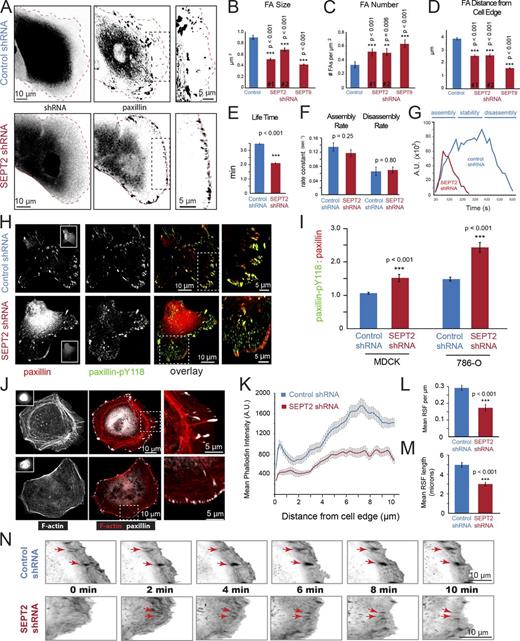 Figure 2. Septins regulate the organization of the lamellar actin network and are required for the stabilization of nascent FAs. (A) Confocal images of MDCK cells, which were transfected with mCherry-expressing plasmids that encode for control or SEPT2 shRNAs and stained for paxillin after treatment with HGF. The red broken line highlights the cell edge. Panels on the right show enlarged views of the black boxed region. (B and C) Graphs show FA size and number from MDCK cells (n = 20) treated with control, SEPT2, and SEPT9 shRNAs. (D) Graph shows FA distance from the cell edge of MDCK cells (n = 10) treated with control (n = 903 FAs), SEPT2 #1 (n = 749 FAs), SEPT2 #2 (n = 512 FAs), and SEPT9 shRNAs (n = 840 FAs). (E) The graph shows FA lifetime in three different MDCK cells treated with control (n = 6,066 FAs) and SEPT2 shRNAs (n = 10,528 FAs). (F) The graph shows the rates of FA (n = 45) assembly and disassembly in cells treated with control and SEPT2 shRNAs. (G) Representative profiles of the kinetics of paxillin-GFP fluorescence in MDCK cells treated with control and SEPT2 shRNAs. (H) Confocal images show 786-O cells stained for total paxillin (red) and phosphorylated pY118-paxillin (green). Insets show GFP expression from plasmids encoding for control and SEPT2 shRNAs. Panels on the right show enlarged views from the boxed regions. (I) Bar graphs show the ratio of the fluorescence intensity of pY118-paxillin to total paxillin in MDCK cells (n = 10) treated with control (n = 740 FAs) and SEPT2 shRNAs (n = 962 FAs), and 786-O cells (n = 10) treated with control (n = 757 FAs) and SEPT2 shRNAs (n = 602 FAs). (J) Confocal images of control and SEPT2-depleted MDCK cells stained for F-actin (phalloidin; red) and paxillin (white). Insets show GFP expression from plasmids encoding for control and SEPT2 shRNAs. Panels on the right show enlarged views of the boxed region. (K) The plot shows line scans of phalloidin fluorescence across the leading edges of MDCK cells (n = 13) treated with control (n = 54 line scans) and SEPT2 shRNAs (n = 56 line scans). Fluorescence quantifications were performed with a custom MATLAB code (supplemental code 1). (L and M) Graphs show the mean number of RSFs per lamellar length (L) and mean length of RSFs (M) in MDCK cells treated with control (n = 43) and SEPT2 shRNAs (n = 72). (N) Inverted monochrome frames show ABP140-ABD-mCherry from total internal reflection fluorescence (TIRF) microscopy of MDCK cells treated with control or SEPT2 shRNAs and HGF. Arrows point to RSFs that persist and grow over time in control cells, and stress fibers that dissipate in SEPT2-depleted cells. Error bars indicate SEM. **, P < 0.01; ***, P < 0.001.
