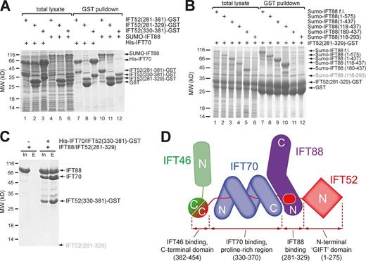 Figure 3. IFT88 binds at the C-terminal end of the IFT70 superhelix. (A) GST pull-down demonstrating that GST-IFT52330–381 specifically pulls down IFT70, whereas GST-IFT52281–329 specifically binds to IFT88. Both total bacterial lysate and elution after purification using GSH beads are shown. (B) The reciprocal mapping shows that IFT88118–437 is sufficient for binding to IFT52281–329. (C) The purified GST-tagged IFT70/IFT52330–381 complex pulls down the purified untagged IFT88/52281–329 complex, demonstrating an interaction in trans. The small IFT52281–329 peptide is not visible on the gel but was positively identified by mass spectrometry. (D) Interaction map summarizing the findings from A–C. Despite previously reported interaction between IFT46-IFT88 (Lucker et al., 2010) and IFT46-FT70 (Fan et al., 2010), we do not detect these (see Fig. S3). The IFT88/46 interaction is especially hard to reconcile with our data because the binding sites for these two proteins on IFT52 are separated by the IFT70 superhelix and would thus be ∼100 Å apart. In agreement with the Lucker et al. (2010) study, we do detect interaction of IFT46 and IFT88 in pull-down experiments, but further analysis of the obtained material reveals an aggregate rather than a soluble complex (Fig. S3 C).