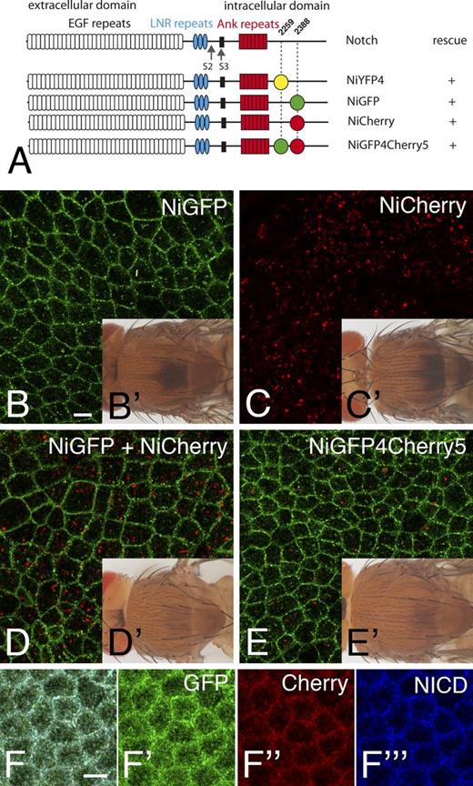 Figure 1. GFP and Cherry highlighted distinct pools of Notch. (A) Structure of Notch showing the EGF-like repeats, Lin-12 Notch repeats (LNR), and ankyrin (Ank) repeats and the transmembrane segment (black). NiYFP4 and NiGFP were described previously (Couturier et al., 2012). Cherry was inserted at position 2,388 in NiCherry and NiGF4Cherry5 (same position as in NiGFP). GFP was inserted at position 2,259 in NiGFP4Cherry5 (same position as in NYFP4). All BAC-encoded tagged receptors rescued the null N55e11 mutation. (B–E′) GFP (green in B, D, and E) and Cherry (C, D, and E) fluorescence signals in the notum of living NiGFP (B), NiCherry (C), NiGFP/NiCherry (D), and NiGFP4Cherry5 (E) 16–17 h after puparium formation (APF) in male pupae hemizygous for N55e11 (see Table S1 for detailed genotypes of this and all other figures). Rescued NiGFP (B′), NiCherry (C′), NiGFP/NiCherry (D′), and NiGFP4Cherry5 (E′) N55e11 mutant flies are shown in insets. (F–F‴) GFP (anti-GFP, green) and Cherry (anti-DsRed, red) epitopes of NiGFP4Cherry5 colocalized with intracellular Notch (NICD) epitopes at the apical cortex in the notum of NiGFP4Cherry5 pupae mutant for N55e11. Bars, 5 µm.