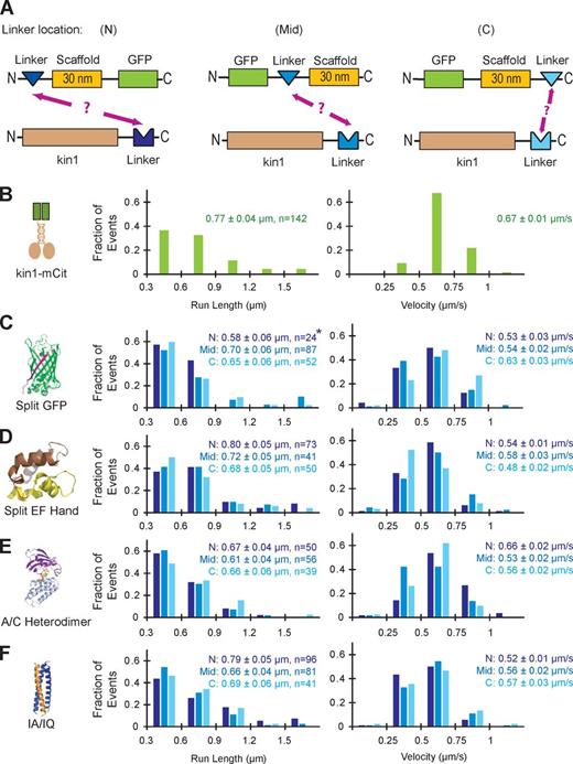 Figure 2. Characterization of self-assembling linker components. (A) The ability of each linker to connect a nonfluorescent kin1 motor to a GFP-labeled SAH scaffold was tested for linkers positioned at the N terminus (N), middle (Mid), or C terminus (C) of the scaffold. (B–F) Single molecule motility assays. Motor–linker and linker–scaffold–GFP components were coexpressed in COS7 cells, and motility was analyzed in cell lysates. The run lengths (left) and velocities (right) of each population were plotted as histograms and the mean ± standard error (SE) is indicated. (B) The motility of mCitrine (mCit)-labeled kin1 motors (n = 142 events) was recorded as a positive control. (C) For the split GFP linker, strands 1–10 of the GFP barrel (GFP1–10) were placed at N, Mid, and C locations (n = 24, 87, and 52 events, respectively), and strand 11 (GFP11) was fused to the C terminus of kin1. The asterisk indicates poor expression of the scaffold in COS7 cells; see Fig. S1 B. (D) For the split EF Hand linker, the N-terminal half of the EF Hand was placed at the N (n = 73) or Mid (n = 41) locations and the C-terminal half of the EF Hand was placed at the C (n = 50) location. No self-assembly was observed for the N-terminal half of the EF Hand at the C location or for the C-terminal half of the EF Hand at the N location (not depicted). (E) For the A/C Heterodimer, DmrA (FKBP) was placed at the N, Mid, and C locations (n = 50, 56, and 39 events, respectively), whereas DmrC (FRB) was fused to kin1. (F) For the IA/IQ heterotrimeric coiled coil, the IQ sequence was placed at the N, Mid, or C locations (n = 96, 81, and 41 events, respectively), and the IA sequence was fused to kin1.