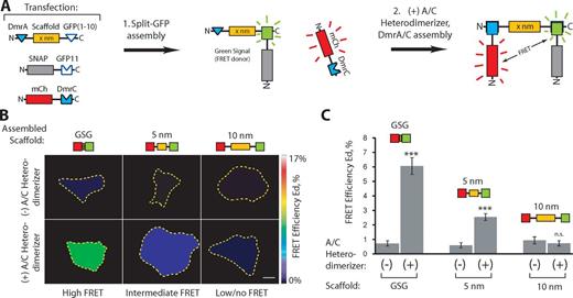Figure 3. Assembly of two proteins on a scaffold in live cells. (A) Schematic of multiprotein assembly. Plasmids encoding the indicated components were expressed in COS7 cells (Transfection). Self-assembly of the split GFP linker (step 1) recruits the SNAP-GFP11 component to the DmrA-scaffold-GFP(1–10), resulting in green fluorescence. Addition of A/C heterodimerizer (step 2) recruits the mCherry-DmrC component, resulting in FRET. (B and C) FRET donor (split GFP) and FRET acceptor (mCherry) components were recruited to scaffolds of 0 nm (GSG peptide), 5 nm SAH, or 10 nm SAH by the addition of A/C heterodimerizer for 1 h, and FRET was determined in live cells. (B) Representative calculated FRET efficiency (Ed) images. Yellow dotted lines indicate the outline of each cell. See Fig. S2 A for the associated raw images. Bar, 10 µm. (C) Calculated FRET efficiencies (Ed). n ≥ 31 cells in three independent experiments for each condition. ***, P < 0.0001; n.s., not significant as compared with the (−) A/C heterodimerizer condition. Data are presented as the average ± SEM (error bars).