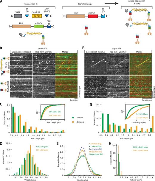 Figure 4. Complexes of two kinesin-1 motors show minimal cooperative behavior. (A) Schematic of the experimental setup. COS7 cells were transfected with plasmids for self-assembly of kin1-mNeGr on the scaffold by the split GFP linker (Transfection 1) or for expression of kin1-2×mCh (Transfection 2). The cell lysates were mixed and the kin1-2×mCh component was recruited to the kin1-splitGFP-scaffold via the split EF Hand linker. (B–D) Motors in lysates were imaged by single molecule microscopy at saturating ATP (2 mM). (B) Representative kymographs. In the absence of scaffold, only individual red or green events are observed. In the presence of scaffold, the colocalizing red and green events (yellow) represent assembled two-motor complexes. Time is on the x axis (bar, 1 s) and distance is on the y axis (bar, 1 µm). The “No scaffold” data are shown again in Fig. S4 A. (C and D) The run lengths (C) and velocities (D) were determined for single kin1-mNeGr motors in the absence of scaffold (green bars, n = 622 events) and for two-color two-motor events in the presence of scaffold (yellow bars, n = 318 events). The population data from two independent experiments were plotted in histograms. The inset in the run length graph shows the same data fit to a CDF. (E) Probability densities for the experimentally obtained velocities of one motor (kin1-mNeGr, green dotted line, n = 622 events) and two-motor (kin1-mNeGr + kin1-mCh, yellow dotted line, n = 1,454) events. Solid lines show fits to theoretically derived distribution functions for two-motor motility events driven by only one motor (green line), both motors (blue line), or a mixed state where either one or two motors can contribute (yellow line). (F–H) Motors in lysates were imaged by single molecule microscopy at limiting ATP (20 µM). (F) Representative kymographs. Time is on the x axis (bar, 1 min) and distance is on the y axis (bar, 5 µm). (G and H) The run lengths (G) and velocities (H) were determined for single kin1-mNeGr motors in the absence of scaffold (green bars, n = 840 events) and for two-color two-motor events in the presence of scaffold (yellow bars, n = 116 events). The population data from two independent experiments were plotted in histograms. The inset in the run length graph shows the same data fit to a CDF.