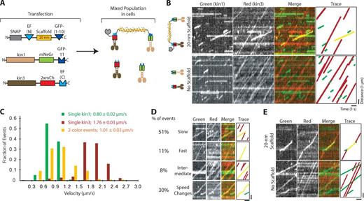Figure 6. Slow kinesin-1 and fast kinesin-3 motors in complex do not coordinate but alternate their activities in vitro. (A) Schematic of experimental setup. COS7 cells were transfected with plasmids for self-assembly of a slow kin1-mNeGr motor and a fast kin3-2×mCh motor on a 20-nm scaffold in cells. (B–E) Analysis of kin1+kin3 motility in vitro. (B) Representative kymographs. In the presence of scaffold, a subset of the motility events show colocalized green and red trajectories (yellow in merge). In the absence of scaffold, kin1-mNeGr (green) and kin3-2×mCh (red) walk independently with characteristic speeds and processivities. Time is on the x axis (bar, 1 s) and distance is on the y axis (bar, 1 µm). (C) The velocities were determined for single kin1-mNeGr motors (green bars, n = 207 events) and single kin3-2×mCh motors in the absence of scaffold (red bars, n = 211 events), and for two-color two-motor events in the presence of scaffold (yellow bars, n = 203 events) in three independent experiments. The mean ± SE is indicated. (D) Four types of behavior were observed for kin1+kin3 complexes: slow, fast, intermediate, and speed change events. Representative kymographs are shown for each. Bars: 1 µm vertical, 1 s horizontal. See Fig. S4 C for additional examples. Slow, n = 103 events; fast, n = 23 events; intermediate, n = 17 events; speed change, n = 60 events. (E) Representative kymographs of merging and splitting behaviors observed for kin1+kin3 complexes. In the presence of scaffold, kin1-mNeGr (green) and kin3-2×mCh (red) traces were observed to merge together (11% of all two-color events) and to split apart (21% of all two-color events). Bars: 1 µm vertical, 1 s horizontal.