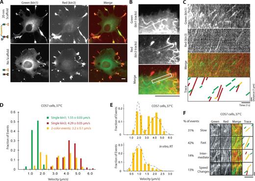 Figure 7. Slow kinesin-1 and fast kinesin-3 motors in complex alternate their activities in COS7 cells. (A) Representative images of fixed COS7 cells expressing kin1-mNeGr (green) and kin3-2×mCh (red) in the presence or absence of scaffold. (B–F) COS7 cells expressing kin1-mNeGr, kin3-2×mCh, and a 20-nm scaffold were briefly treated with NZ (see Fig. S5 A) and imaged live by TIRF microscopy. (B and C) From the movie, a standard deviation map was generated (B) to visualize the motility tracks. The MT track in the white boxed region in B was used to generate kymographs (C) in each channel. (D) The velocities of kin1-mNeGr in the absence of scaffold (green bars, n = 102 events), kin3-2×mCh in the absence of scaffold (red, n = 210 events), and two-motor complexes (yellow, n = 106 events) were determined and are plotted as a histogram for each population. (E) The velocity distributions of kin1+kin3 complexes in COS7 cells at 37°C (top) compared with kin1+kin3 complexes in vitro at RT. The velocities show a clear bimodal distribution in COS7 cells, whereas the slow kin1 motor dominates in vitro. Broken lines were obtained by plotting the PDF of the sum of two Gaussians with the parameters obtained from the CDF fit (see Materials and Methods). n = 106 events in COS7 cells, n = 203 events in vitro; three independent experiments each. (F) Representative kymographs of the four types of behavior observed for kin1+kin3 complexes in live cells: slow, fast, intermediate, and speed change events. See Fig. S5 B for additional examples. Bars: (A and B) 10 µm; (C and F) 1 µm vertical, 1 s horizontal.
