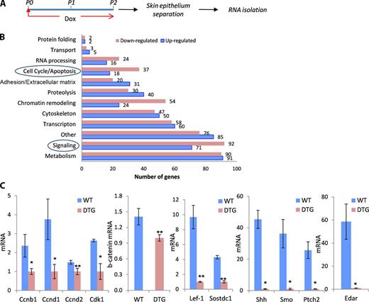 Figure 4. Global gene expression profiling of the back skin epithelium of WT and K14-rtTA/miR-214-TRE mice. (A) Schematic illustration of the experimental design. (B) Agilent microarray analysis of the back skin epithelium of DTG and WT mice. A bar chart depicts the ontology of the down- and up-regulated genes and the actual number of genes with more than twofold expression change in DTG and WT skin; (a full list of the genes is shown in Tables S1 and S2). (C) Validation of microarray. Real-time RT-PCR analysis of expression of the selected genes is shown. n = 3 mice/genotype. Data are presented as mean ± SD (error bars); *, P < 0.05; **, P < 0.01; Student’s t test.