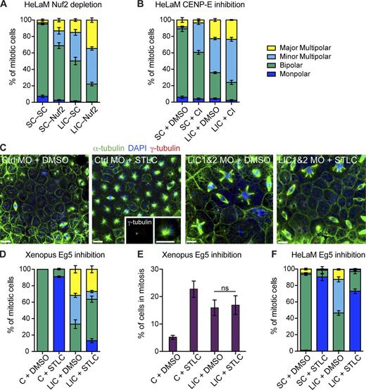 Figure 9. Inhibition of Eg5, but not loss of K fibers, prevents the formation of minor multipolar spindles. (A, B, and F) HeLaM cells were treated as indicated, labeled, and scored for mitotic phenotype (>100 cells in each of four independent experiments, means ± SEM). (A) Scrambled (SC) or LIC siRNA-treated HeLaM cells were incubated for 48 h and then transfected with scrambled or Nuf2 siRNAs and fixed after a further 24-h incubation. (B) Depleted cells were treated with DMSO or 100 nM CENP-E inhibitor (GSK-923295; CI) for 90 min before fixation. (C) Confocal images of mitotic spindles in control (Ctrl) or LIC1 and 2 Xenopus morphants treated with DMSO or STLC to inhibit Eg5. Spindles were stained with anti–α-tubulin, DAPI, and anti–γ-tubulin. Insets show zoom in of a monopolar spindle: two adjacent γ-tubulin foci indicate a single pole. Bar, 20 µm. (D) Quantitation of spindle morphology in control and LIC1 and 2 morphants treated with DMSO or STLC (means ± SEM, six independent experiments). (E) The mitotic index of control (C) and LIC morphants was determined ± STLC treatment (ns = not significant, Student’s t test, means ± SEM, n = 6 independent experiments). (F) Scrambled or LIC siRNA-treated HeLaM cells were treated with DMSO or 2 µM STLC for 2 h. See Tables S1 and S2 for two-way ANOVA results for A, B, D, and E.