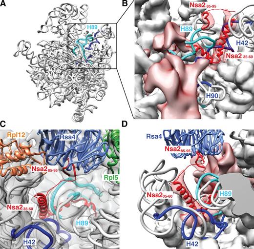 Figure 7. Nsa2 contacts immature rRNA helix 89 in the pre-60S particle. (A) Nsa2 cross-linked rRNA fragments are shown in a 3D model of the 25S pre-rRNA (see also Fig. S5). The identified rRNA cross-link sites are highlighted (H89 in light blue; H42 and H90 in dark blue) as an rRNA ribbon present in the Arx1 pre-60S particle. (B and D) Enlarged view of the cross-linked region of the pre-60S particle with fits of the indicated sequences into assigned (Nsa2 residues 85–96; Nsa2 residues 35–60) and unassigned electron densities (volumes colored in red). rRNA is shown as artificial density (8 Å resolution) except for cross-linked H42, H89, and H90, which are depicted as a ribbon model. B is a view from the subunit-joining side, and C and D are from the solvent side. C shows the complete electron density including Rpl12 (uL11, orange), Rpl5 (uL18, green), and Rsa4 (blue) with bound Nsa2 (85–96) peptide (red). From here, unassigned Nsa2 residues (thin red line) connect to a nearby electron density in which Nsa235–60 α-helix is fitted (red). An overview of the complete pre-60S particle including neighbors of the Rsa4–Nsa2 pair is shown in Fig. S5 C.