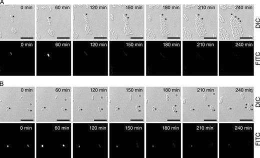 Figure 8. Expression of chiA gene is not concurrent with a lysis event. Representative still frames (separate DIC and FITC channels) taken from time-lapse videos for strain FTG005 (ϕchiA::gfp) demonstrating the two fates of GFP-positive cells upon time-lapse imaging. The S. marcescens FTG005 (ϕchiA::gfp) strain was grown for 18 h in minimal media before being diluted and applied to a microscope slide. (A) FITC-positive cells divide and propagate. The asterisks highlight a single cell growing and dividing, twice, into daughter cells. (B) A subpopulation of FITC-positive cells remains fluorescent but does not divide even over an extended period of time. Progression from left to right is with respect to time, as noted on the micrograph (minutes). The left-hand asterisks highlight a quiescent cell that does not divide. The right-hand asterisks highlight a single cell growing and dividing, twice, into daughter cells. Bars, 10 µm. Videos of these images (merged) are available as Videos 1 and 2.