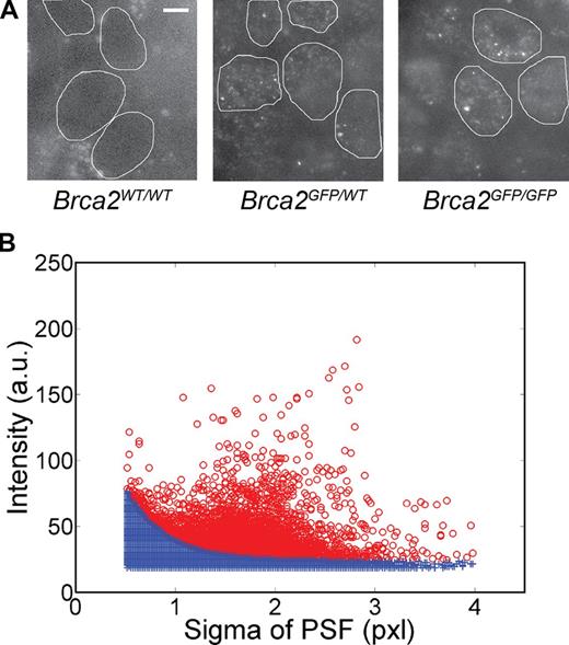 Figure 1. Single-molecule detections in live cells can be clearly identified. (A) Oblique laser illumination fluorescence images of the wild-type ES cells (Brca2WT/WT) and the heterozygous and homozygous Brca2-GFP knock-in cells. The nuclei of Brca2-GFP knock-in cells contain low-fluorescent diffusing and highly fluorescent bound particles. Brca2WT/WT cell nuclei lack a distinct fluorescence signal. Cell nuclei were manually demarcated based on bright-field and fluorescence images and are indicated by white lines. Bar, 5 µm. (B) Each detected pixel area above background was fitted with a 2D Gaussian PSF characterized by a sigma and an intensity value, here based on 8-bit images. The intensity-sigma data pairs were plotted for all detections from one image stack. The data shown are representative of multiple experimental repeats (the number of individual stacks is >200). Camera noise contributes false detections (blue crosses), also found in Brca2WT/WT cell nuclei and outside cell nuclei, which lie below an approximated exponential curve derived from this raw data (see Fig. S3 A). Remaining true detections are displayed as red circles. One pixel is 70 nm.