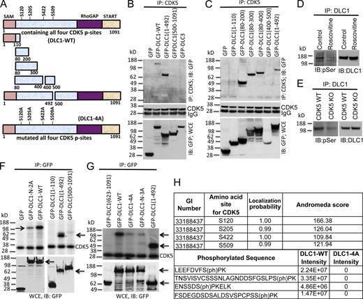 Figure 2. Mapping the DLC1 region required for CDK5 binding; four serines in DLC1 are CDK5 substrates. (A) Schematic representation of full-length WT DLC1 with the location of four serines phosphorylated by CDK5 (DLC1-WT), various DLC1 fragments, and DLC1-4A mutant with the four CDK5 serines mutated to alanine. All constructs were GFP tagged. (B) DLC1 amino acids 1–492 are sufficient for complex formation between DLC1 and CDK5. (B, top) Lysates of 293T cells transfected with the indicated DLC1 construct were immunoprecipitated with CDK5 antibody followed by IB with GFP antibody. (B, middle) IP reaction to show the equal IP for CDK5 protein. (B, bottom) Expression of transfected DLC1 constructs. (C) DLC1 amino acids 80–200 are necessary and sufficient for complex formation between DLC1 and CDK5. Experimental conditions and data display are as in B, except that we used smaller DLC1 fragments to map the minimal DLC1 fragment required for CDK5 binding. (D) Roscovitine treatment of H1703 cells reduces serine phosphorylation (pSer) of DLC1 (left) without reducing the level of DLC1 (right). (E) DLC1 from CDK5−/− MEFs has less phosphoserine (pSer) than DLC1 from WT MEFs (left), while the DLC1 level is unchanged (right). (F) In vitro CDK5 kinase assay. (top) Immunoprecipitated DLC1-WT was strongly phosphorylated by recombinant CDK5 (left, top arrow), as detected with 32P autoradiography. DLC1-N-2A mutant (with an S-to-A mutation of S120 and S205) is less strongly phosphorylated (left, top arrow). DLC1(1–492) is strongly phosphorylated (right, bottom arrow). (bottom) Expression of GFP, GFP-DLC1-WT, and GFP-DLC1 fragments. (G, top) In vitro phosphorylation signal by recombinant CDK5 depends on the number of Serines present in WT and mutant DLC1 fragments (top arrow). DLC1-N-3A has S-to-A mutations of S102, S205, and S422. DLC1(1–492) is a positive control (bottom arrow). (G, bottom) Expression of GFP and GFP-tagged DLC1 constructs (top arrow) and DLC1(1–492) (bottom arrow). (H) Phosphorylation of DLC1 by CDK5. DLC1 phosphopeptides were detected by mass spectrometry. All CDK5 phosphorylation sites were fully localized to the indicated serine residues, and were absent from the DLC1-4A mutant protein. See also Figs. S2 and S3.