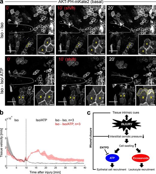 Figure 7. ATP reconstitutes basal cell migration and epithelial sheet movement in the absence of a transepithelial osmotic gradient. (a) Representative time-lapse images of zebrafish larvae exhibiting mosaic plasma membrane AKT-PH-mKate2 labeling of predominately basal cells (4–8-cell-stage mRNA injection). Larvae were subjected to UV-laser-cut wounding in isotonic mounting agarose. After 10 min of isotonic preincubation (red time indices), a bolus of isotonic solution ± 5 mM ATP was added to the imaging dish. Yellow x, representative morphological response after addition of isotonic solution ± 5 mM ATP. Note that formation of AKT-PH-mKate2–rich membrane protrusions (yellow broken line) after iso-iso/ATP, but not iso-iso shifting. The same representative iso-iso control and data set were used in Fig. S5 a. See also Video 9. Bars: (main panels) 50 µm; (inset) 10 µm. (b) Global PIV analysis of the indicated number of larvae exhibiting ubiquitous plasma membrane labeling (one-cell stage AKT-PH-mKate2 mRNA yolk injection). Larvae were subjected to UV-laser-cut wounding in isotonic mounting agarose. After 10 min of isotonic incubation, a bolus of isotonic medium ± 5 mM ATP was added to the sample. (c) Proposed circuitry scheme of tissue intrinsic and environmentally triggered branches of the wound response in zebrafish tail fins. Tissue-intrinsic mechanisms include purse-string contraction (not depicted). Environmentally dependent osmotic surveillance through secretion of nucleotides (epithelial cells) and eicosanoids (leukocytes) is depicted.