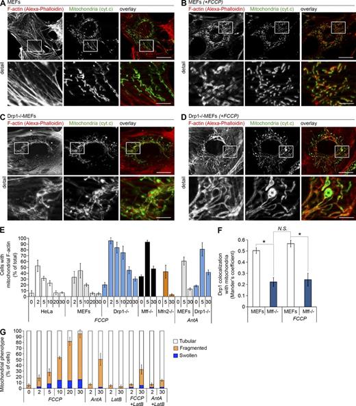 Figure 1. Localization of F-actin on the mitochondria. (A–D) Wild type (A and B) and Drp1−/− (C and D) MEFs were treated with FCCP (B and D) or DMSO (A and C) for 2 min, and then labeled with Alexa-phalloidin to detect F-actin (red) and immunostained with anti–cytochrome c mAb (green) to detect mitochondria. Bars: 20 µm; (detail) 5 µm. The mitochondria-enriched z-sections corresponding to the vertical middle part of the cells are shown here and thereafter. These images largely lack the cortical F-actin signal, which is detectable in the bottom of the cells, corresponding to z-sections below those enriched in the mitochondria. The typical z-stacks are shown in Fig. S2. These z-stack series also reveal the relative intensity of mitochondria-associated F-actin versus cortical F-actin. (E) Quantification of the number of cells showing mitochondrial accumulation of F-actin. Wild-type, Drp1−/−, Mff−/−, and Mfn2−/− MEFs, as well as HeLa cells, were treated with FCCP or AntA as indicated in the figure followed by immunofluorescence and cell counting. Means ± average deviation (AvDev) of triplicate counting of 150 cells/condition are shown. (F) Colocalization of Drp1 with mitochondria was analyzed in wild-type and Mff−/− MEFs. The values represent Mander’s correlation coefficient (Rr) that reveal the degree of association of pixels in different channels of the image. Data represent the mean ± SD of 15 images/condition. Each image used for the analysis contained at least two cells. *, P < 0.001. (G) Quantification of the number of cells with different mitochondrial phenotypes in FCCP- AntA-, LatB-, LatB+FCCP-, and LatB+AntA-treated wild-type MEFs. Typical examples of cells and specific mitochondrial phenotypes are shown in Fig. S3. Means ± AvDev from a representative experiment after triplicate counting of 150 cells/condition are shown.
