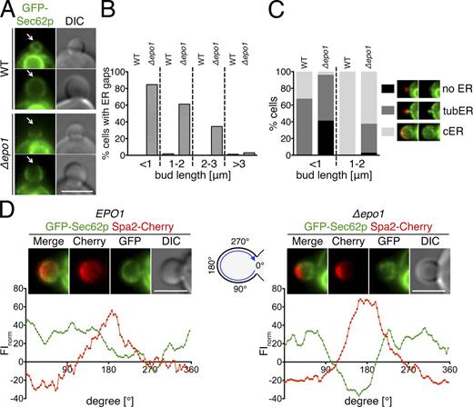 Figure 7. Epo1p links the cER to the bud tip of the cell. (A) Cells containing (top) or lacking (bottom) EPO1 and expressing GFP-Sec62p as the ER marker were analyzed by fluorescence microscopy. Arrows indicate the cortex at the tip of the cells. (B) Regions of absent cER at the bud tip were counted in GFP-Sec62p–expressing WT and Δepo1 cells. Dashed lines separate the results of cells according to the lengths of their buds (22 < n < 144). (C) Effect of EPO1 deletion on cER inheritance. (left) WT and Δepo1 cells expressing GFP-Sec62p were scored for three stages of cER inheritance (no, tubular, or cER) and classified according to the length of their buds (71 < n < 104). (right) Images of Δepo1 cells (top and middle images) and WT cells (bottom image) expressing GFP-Sec62p and Spa2-Cherry exemplifying the three stages of cER inheritance. The same representative images are shown again in Fig. S3 D. (D) The FI profiles at the circumference of the bud were quantified for WT (left, n = 6) and Δepo1 cells (right, n = 15) coexpressing GFP-Sec62p and Spa2-Cherry. (top) Representative image of the inspected WT and inspected Δepo1 cells. (bottom) FIs plotted against the position at the surface of the bud of the two cells shown in the top images. Intensities are given as relative values to the FIs in the cytosol of the mother cell. Bars, 3 µm.