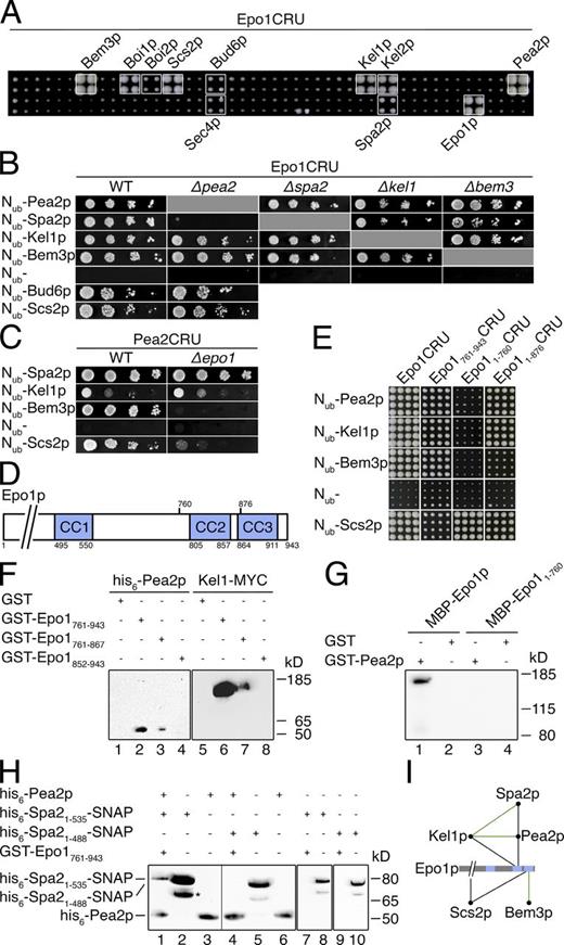 Figure 1. Epo1p interacts with members of the polarisome and Scs2p. (A) Split-Ub interaction assay of 48 yeast strains each coexpressing Epo1CRU with a different Nub fusion. Shown are quadruplets of each strain after 3 d of growth on medium containing 5-FOA. White boxes indicate the fusions that induce the growth of the strain reflecting the interaction between Nub and Cub fusion. The identities of all Nub fusions are revealed in Table S2. (B) Split-Ub interaction assay between Epo1CRU and selected Nub fusion proteins in WT, Δpea2, Δspa2, Δkel1, and Δbem3 cells. Cells were grown to OD600 of 1 and 4 µl of this, and 10-fold serial dilutions were spotted on 5-FOA plates. Nub without a C-terminally attached ORF (Nub−) serves as a control for the specificity of the Split-Ub assays. (C) As in B, but selected interactions of Pea2CRU were compared between WT and Δepo1 cells. (D) Domain structure of Epo1p. Shown as blue rectangles are the three predicted coiled-coil (CC) regions. Numbers indicate amino acid positions of the putative start and end points of each domain. (E) As in A, but with fragments of Epo1p as CRU fusions and 16 independently generated diploids for each experiment shown after 4 d of growth. (F) Protein extracts of bacterial cells expressing his6-Pea2 (lanes 1–4) or yeast cells expressing MYC-tagged Kel1p (lanes 5–8) were incubated with glutathione-coupled Sepharose beads exposing bacterially expressed GST (lanes 1 and 5), GST-Epo1761–943 (lanes 2 and 6), GST-Epo1761–867 (lanes 3 and 7), or GST-Epo1852–943 (lanes 4 and 8). Glutathione eluates were separated by SDS-PAGE and probed with anti-His (lanes 1–4) or anti-MYC (lanes 5–8) antibodies after Western blotting. (G) As in F, except bacterially expressed MBP-Epo1 (lanes 1 and 2) or MBP-Epo11–760 (lanes 3 and 4) were precipitated with bacterially expressed and Sepharose bead immobilized GST (lanes 2 and 4) or GST-Pea2p (lanes 1 and 3). The inputs for the experiments in F and G are shown in Fig. S1. (H) Pea2p mediates the interaction between Epo1p and Spa2p. As in F, except bacterially expressed his6-Spa21–535-SNAP (lanes 1, 2, 7, and 8) or his6-Spa21–488-SNAP (lanes 4, 5, 9, and 10) were first incubated with his6-Pea2 (lanes 1 and 4) or left untreated (lanes 7 and 9) before being incubated with bacterially expressed and immobilized GST-Epo1761–943. The glutathione eluates are shown in lanes 1, 4, 7, and 9. The inputs for the experiment in lane 1 are shown in lanes 2 and 3. The inputs for the experiment in lane 4 are shown in lanes 5 and 6. The inputs for the experiment in lanes 7 and 9 are shown in lanes 8 and 10, respectively. The asterisk indicates a degradation product. Lanes 1–6 show cutouts of the same gel with the vertical line indicating the removal of an empty lane. (I) Architecture of the ER–cell tip tethering complex. Edges connecting nodes indicate direct (black) or potentially indirect (green) interactions. Blue rectangles indicate coiled-coil regions shown in D.