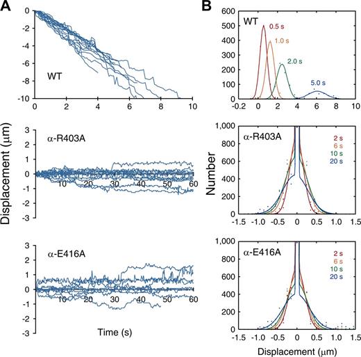 Figure 2. Effect of α-R403A and α-E416A mutations analyzed in an MT-gliding assay. (A) Time course of the positions of single MTs in a direction parallel to the long axes of the MTs measured in the presence of 1 mM ATP. Negative displacement corresponds to motion toward the minus end of the MT. (B) Distributions of displacements at the indicated time intervals. The diffusion coefficient, calculated from the variance of the distribution, was 0.0021 and 0.0022 µm2/s for α-R403A and α-E416A, respectively (Fig. S2).
