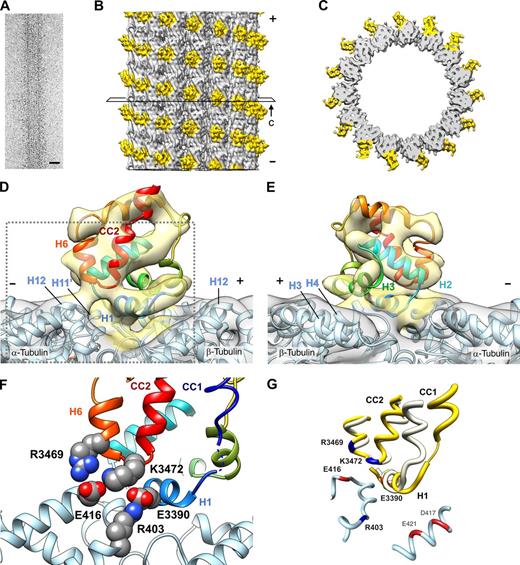 Figure 4. Structure of the MTBD–MT complex. (A) CryoEM image of a 15-pf MT decorated with the high-affinity MTBD. Bar, 25 nm. (B) Three-dimensional image reconstruction of the MTBD–MT complex. The open square surrounding the MTBD-decorated MT density represents the plane of a slice through the volume, shown in C. (C) The top half of the density is shown in B, cut out at the plane and viewed from the minus end of the MT. (D and E) Fitting of the x-ray crystal structure of MTBD (PDB ID: 3VKH; Kon et al., 2012) into the map, viewed from the side of the MT with its minus end on the left (D) and right (E) sides. See Fig. S5 for the details of the modeling procedure. (F) Magnified view of the boxed area in D. Positively and negatively charged residues are shown in CPK representation with nitrogen atoms in blue and oxygen atoms in red. The putative position of CC1, inferred from the model of the MTBD of mouse cytoplasmic dynein (PDB ID: 3J1T; Redwine et al., 2012), is indicated by a thin helix. The color coding scheme for the MTBD helices used in D–F is that used by Carter et al. (2008). (G) Superposition of the crystal structure of the MTBD (PDB ID: 3VKH; white) and the model of the MTBD in the MTBD–MT complex (yellow). The structures of the MTBD spanning H2-CC2 (T3399-E3489) were superposed using the MatchMaker tool of UCSF Chimera (Meng et al., 2006).