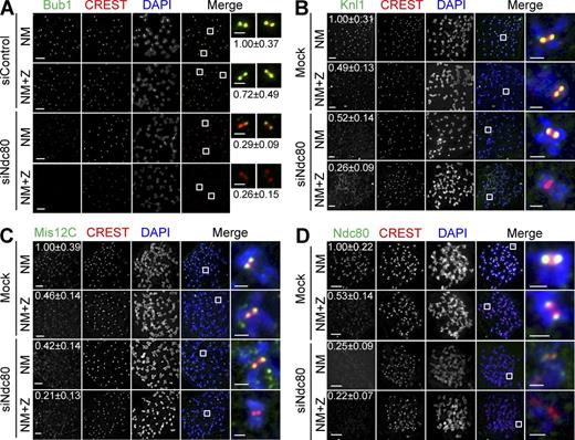 Figure 2. Aurora B is critical for KMN kinetochore targeting in cells with compromised Ndc80C. (A–D) HeLa cells were transfected with the indicated siRNAs and treated with nocodazole (N). Mitotic cells were collected and divided into two wells: one well was incubated with the proteasome inhibitor MG132 (NM), whereas the other was treated with both MG132 and ZM (NM+Z). Cells were stained with the indicated antibodies and DAPI. Selected channels (as labeled by the corresponding colors) were included in the merged images. Boxed regions are magnified and shown in the rightmost columns. The relative kinetochore intensities of KMN (mean ± SD, n = 400) were shown. The CREST and DAPI channels in D are shown again in Fig. S2 E alongside labeling for an additional protein. Bars, 5 µm (1 µm for the magnified images).