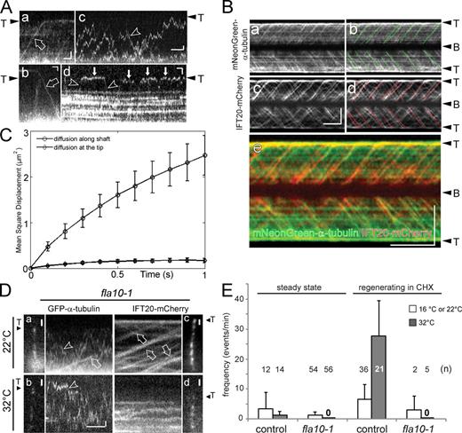 Figure 2. Tubulin enters cilia by IFT and diffusion. (A) Gallery of kymograms depicting GFP–α-tubulin (or, in c, mNeonGreen-tubulin) moving inside cilia by anterograde IFT (open arrow in a), retrograde IFT (open arrow in b), and diffusion (arrowheads in c and d). Anterograde transport results in trajectories running from the bottom left (ciliary base) to the top right (ciliary tip; T); retrograde transport events result in top-left to bottom-right trajectories. (c) Tubulin diffusing inside the ciliary shaft; (d) reduced mobility of GFP–α-tubulin in the vicinity of the tip (filled arrows). Bars, 1 µm and 1 s. (B) Kymograms from simultaneous imaging of mNeonGreen–α-tubulin (a and b) and IFT20-mCherry (c and d) in growing cilia; IFT-like trajectories are marked in b and d. A merged kymogram is shown in e. A Western blot of this strain is shown in Fig. S3 B. Bars, 5 µm and 5 s. (C) Mean square displacement versus time for 64 sfGFP–α-tubulin particles diffusing inside the shaft and 58 particles diffusing near the tip of steady-state cilia. The standard error of the mean at each value is indicated. A linear fit to the data at the short time points, which is likely to represent pure diffusion, results in diffusion coefficients of ∼1.8 µm2/s and ∼0.2 µm2/s for 1D diffusion of GFP-tubulin along the ciliary shaft and at the tip, respectively. (D) Still images and kymograms of fla10-1 cells expressing either GFP–α-tubulin (a and b) or IFT20-mCherry (c and d) at the permissive temperature (22°C; a and c) and after >180 min at 32°C (b and d). IFT-like trajectories for tubulin and IFT20 were only observed at 22°C (open arrows in a and c). Diffusion of GFP–α-tubulin (arrowhead in b) into photobleached cilia continued at 32°C in the absence of detectable IFT (d). Bars, 1 µm and 1 s. (E) Frequency of anterograde GFP–α-tubulin transport by IFT in fla10-1 and control cells (FLA10 ift20-1 IFT20 mCherry). Steady-state cilia and cilia regenerated in the presence of CHX were compared; at 32°C, IFT-like tubulin transport was robust in control cells but not observed in fla10-1 cells. fla10-1 regenerates cilia only slowly at room temperature (∼22°C); most measurements are based on cells regenerating cilia at 16°C. Error bars indicate SEM.