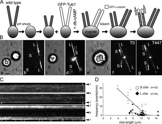 Figure 5. Cells direct tubulin flux specifically into growing cilia. (A) Schematic presentation of the experimental design. Wild-type gametes were deciliated by a pH shock, allowed to initiate cilia regeneration, and fused to GFP–α-tubulin expressing gametes with full-length cilia. Cell fusion was promoted by adding 15 mM dibutyryl cAMP (Pasquale and Goodenough, 1987). The resulting long-short zygotes will initially possess two short, regenerating cilia and two steady-state, GFP-positive cilia. To analyzed GFP-tubulin transport, all four cilia were photobleached. (B) Bright-field (a, c, and e) and TIRF images (b, d, f, and g) of gametes (a and b) and zygotes (c–g). S, regenerating cilia. L, long flagella derived from the GFP–α-tubulin donor strain. Brackets indicate ciliary segments assembled after cell fusion. Note elongation of short cilia depicted in e–g; the time points (in seconds) are indicated. Bar, 2 µm. (C) Kymograms of the long (L) and short (S) cilia of the zygote shown in B (e–g). Arrows: GFP-tubulin trajectories. Bars, 5 µm and 5 s. (D) Scatter plot showing the frequency of anterograde GFP-tubulin trajectories in wild-type–derived regenerating cilia (S cilia, open diamonds) and GFP-Tub1–derived cilia (L cilia, closed diamonds) of eight long-short zygotes. Mean values were 7.8 ± 10 versus 1.8 ± 2.6 events/min, respectively; P = 0.0016. Some data points with zero transport events and similar ciliary length overlap. See Fig. S4 for a histogram of the data.