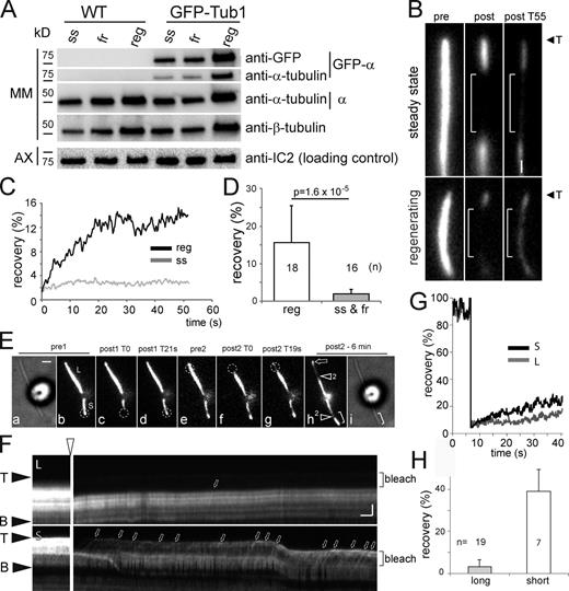 Figure 6. The concentration of soluble tubulin is increased in growing cilia. (A) Western blot comparing the amounts of tubulin in the MM fractions of steady-state (ss), fully regenerated (fr), and regenerating (reg) cilia. MM fractions were loaded to represent matching volumes of MM. Toward this end, loading was adjusted for equal amounts of axonemal proteins in the corresponding axonemal fractions based on anti-IC2 staining. See Fig. S4 D for quantification of band intensities. (B–D) FRAP analysis of steady-state and growing cilia. (B) After local bleaching of cilia using a focused laser beam (brackets), partial recovery of GFP–α-tubulin fluorescence was observed. Shown are images before (pre), and immediately (after T0) and 55 s (after T55) after photobleaching. Bar, 1 µm. (C) Single measurements of the fluorescence recovery (in % of the pre-bleaching intensity) in the bleached areas of a steady-state and a regenerating cilium. (D) Mean FRAP of regrowing (reg; n = 18) versus steady-state and fully regenerated (ss & fr; n = 16) cilia. Error bars indicate SEM. (E and F) FRAP analysis of a long-short cell. (E) Still images showing a long-short cell before (pre1) and immediately (post1 T0) and 21 s (post1 T21) after spot bleaching of the short cilium (S); pre2, post2 T0, and post2 T19 indicate similar steps for the long cilium. Dashed circle: position of the bleaching laser. Arrow in h: incorporation of GFP-tubulin into the long cilium. Arrowheads with 2 indicate additional areas bleached between post2 T19s and post2–6 min. Note considerable elongation of the initially short cilium (after 6 min; indicated by brackets). Bar, 2 µm. (F) Kymograms showing FRAP in the long (L) and the short (S) cilium of a given cell. Open arrowhead: bleaching steps. Small arrows: GFP–α-tubulin trajectories. Note recovery of a diffuse background of GFP–α-tubulin in the bottom panel. Bar, 2 µm and 2 s. (G) Single measurements of the fluorescence recovery (in percentage of the pre-bleaching intensity) in the bleached areas of the short and long cilia shown in F. (H) Mean FRAP of short and long cilia of long-short cells. Newly assembled axonemal segments (see brackets in E, h) were excluded from FRAP analysis. Error bars indicate SEM.