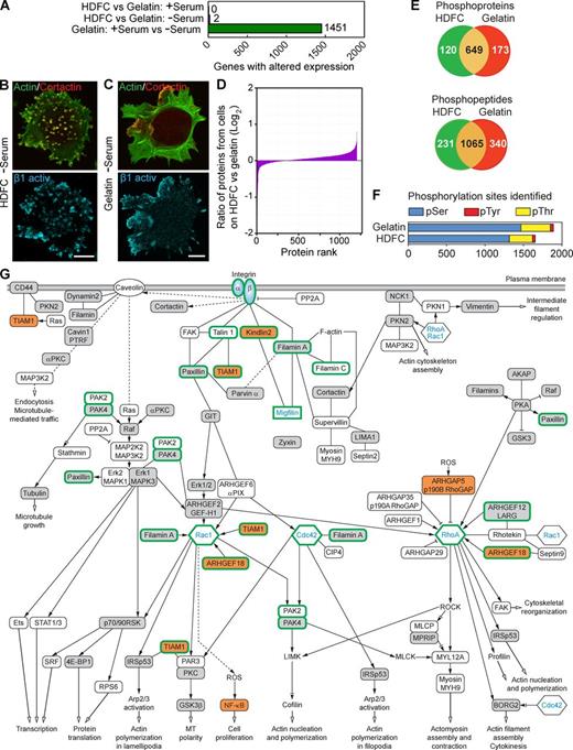 Figure 4. Phosphoproteomics analysis of cells invading HDFC matrix reveals complex downstream signaling. (A) Comparison of whole-genome microarray expression profiles for MDA-MB-231 cells with or without serum, or invading gelatin versus HDFC matrices, based on data pooled from five independent experiments for each condition. (B) Localization of activated β1 integrin to invadopodia of the MDA-MB-231 adherent to HDFC at the absence of serum. Invadopodia are yellow dots with colocalized actin and cortactin. (C) Localization of activated β1 integrin to FAs of MDA-MB-231 cells adherent to gelatin matrix in the absence of serum, showing poor invadopodia formation. (D) Comparative analysis of protein expression levels in MDA-MB-231 cells on HDFC versus cells on gelatin at the absence of serum. Cell lysates from each sample were labeled with specific iTRAQ labels to compare amounts of each protein (protein rank) identified by MS between HDFC and gelatin samples. (E) Numbers of unique and shared phosphoproteins and phosphopeptides in MDA-MB-231 carcinoma cells invading HDFC (green) compared with 2D gelatin (red) matrices in serum-free medium as identified by phosphoproteomics. (F) Quantification of types of phosphorylation sites identified by phosphoproteomics analysis. (G) Proposed signaling network associated with integrin-dependent induction of abundant invadopodia in carcinoma cells invading HDFC matrix. All identified phosphoproteins and their phosphosites are listed in Table S1. Open boxes indicate phosphoproteins identified in both HDFC and gelatin samples with the same phosphorylation sites by comparison of phosphopeptides. Gray boxes denote phosphoproteins identified in HDFC versus gelatin samples with different phosphorylation sites. Orange boxes indicate phosphoproteins unique to the HDFC matrix. Proteins without phosphorylation changes, such as Rac1, Cdc42, RhoA, and αβ integrin, are added to clarify the signaling context of proteins identified by phosphoproteomics. Although not regulated by phosphorylation, migfilin is depicted in the network because it is known to bind directly to both kindlin2 and filamin A. Migfilin and the other proteins highlighted by thick green outlines were verified experimentally in this study to play a role in invadopodia regulation by siRNA knockdown. Solid lines indicate known direct physical binding between proteins. Dashed lines indicate indirect interactions involving intermediate partners. Black arrows at the ends of lines indicate proteins known to stimulate the downstream signaling partner, lines with inhibition symbol indicate down-regulation of activity of the downstream signaling partner, lines with an inhibition symbol plus a black arrow indicate both potential activation and inhibition, and open arrows denote stimulation of the cellular process. Abbreviations used in this figure: ROCK, Rho-associated protein kinase; MLCP, myosin light-chain phosphatase; MLCK, myosin light-chain kinase; MPRIP, myosin phosphatase Rho-interacting protein; ROS, reactive oxygen species; SRF, serum response factor; AKAP, A kinase anchor protein. Bars, 10 µm.