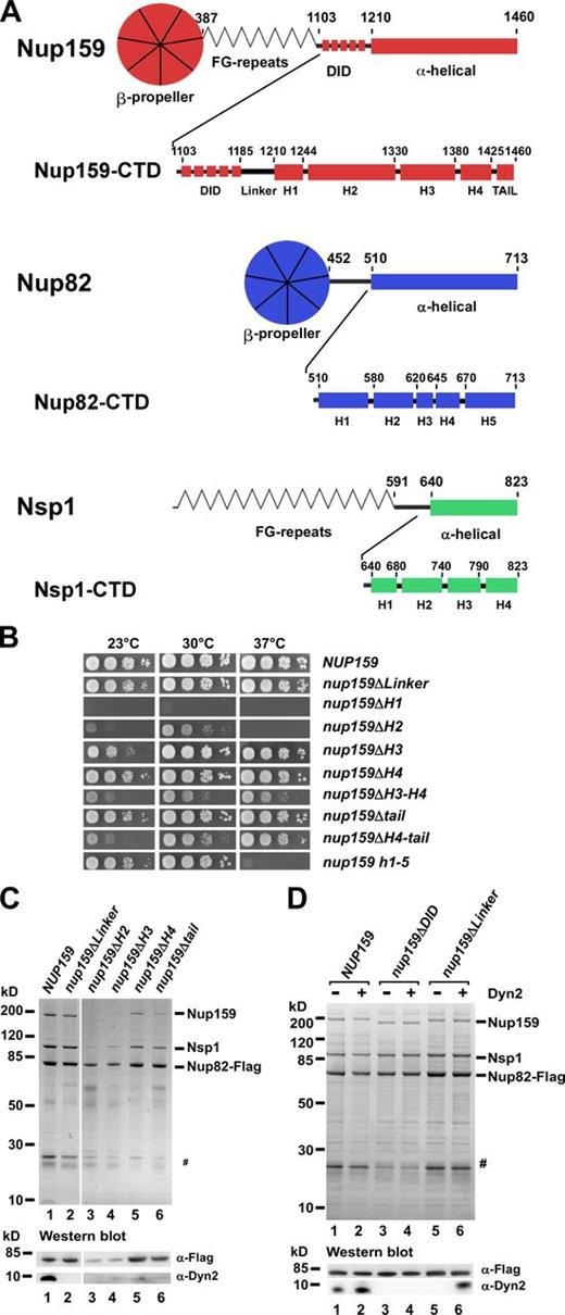 Figure 1. The Nup159 CTD is important for Nup82 complex assembly and incorporation into the NPC scaffold. (A) Domain architecture of yeast Nup159, Nup82, and Nsp1. Amino acid positions are indicated above, and sequence motifs are given below the drawings. α-Helically predicted C-terminal domains (CTD) are shown in enlarged schemes (not in scale) according to secondary structure predictions. (B) Growth analysis of wild-type and nup159 deletion strains. A nup159Δ shuffle strain was transformed with the indicated nup159 mutant constructs under the control of the endogenous NUP159 promoter. It was spotted in 10-fold serial dilutions onto synthetic dextrose complete medium + 5-FOA plates and incubated at the indicated temperatures for 5 d. (C and D) Mutations in the Nup159 CTD impair in vivo Nup82 complex assembly and Dyn2 recruitment. Tandem affinity-purified Nup82-Flag-TEV-ProtA eluates derived from cells expressing wild-type or the indicated Nup159-CTD mutant constructs were analyzed by SDS-PAGE and Coomassie staining (top) or Western blotting using anti-Flag (to detect Nup82) and anti-Dyn2 antibodies (bottom). Indicated on the right are the Nup159, Nsp1, and Nup82-Flag bands; #, TEV protease. White lines indicate that intervening lanes have been spliced out. (D) The nup159ΔLinker mutant can only bind to Dyn2, when overexpressed. See also Fig. S1, Fig. S2 A, and Tables S1 and S2.