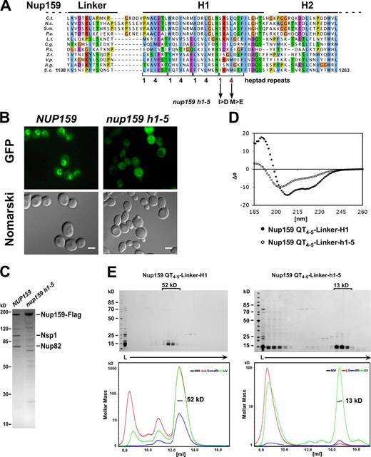Figure 2. Heptad repeats in the H1 subdomain of Nup159-CTD are crucial for self-dimerization and Nup82 complex assembly. (A) Multisequence alignment of Nup159 CTDs from the indicated species: C.t, Chaetomium thermophilum; N.c., Neurospora crassa; S.m., Sordaria macrospora; P.a., Podospora anserina; L.t., Lachancea thermotolerans; C.g., Candida glabrata; P.s., Pichia stipitis; Z.r., Zygosaccharomyces rouxii; V.p., Vanderwaltozyma polyspora; A.g., Ashbya gossypii; S.c., Saccharomyces cerevisiae. The Nup159 H1 subdomain has conserved heptad repeats with hydrophobic residues at position 1 and 4 (indicated below). Arrows point to the amino acid mutations in the nup159 h1-5 mutant (Ile1232>Asp/Met1235>Glu). The default color scheme of ClustalX/Jalview was used with e.g., hydrophobic residues in blue, acidic residues in violet, and basic residues in red. (B) Subcellular location of wild-type Nup159 and mutant Nup159 h1-5, both labeled with GFP, in yeast cells grown at 30°C. Mutant nup159 h1-5 has lost the characteristic nuclear rim (NPC) staining. Bars, 2 µm. (C) nup159 h1-5 is defective in Nup82 complex assembly. Affinity-purified Nup159-Flag-TEV-ProtA eluates derived from cells grown at 30°C and expressing either wild-type or mutant nup159 h1-5 were analyzed by SDS-PAGE and Coomassie staining. Nup159 h1-5-Flag-TEV-ProtA was not coenriched for Nup82 and Nsp1. (D) Far UV CD spectra of E. coli expressed and affinity-purified Nup159-QT4–5-Linker-H1 and Nup159-QT4–5-Linker-h1-5 mutant constructs. Nup159-H1 exhibits an overall α-helical structure indicated by two minima at 208 and 222 nm. In contrast, the Nup159-h1-5 mutant construct is fully disordered as shown by a single signal at 203 nm and absence of a signal at 222 nm. (E) Recombinant Nup159-H1 subdomain forms a homo-oligomer, which is disassembled upon mutating the heptad repeat pattern. The indicated Nup159-QT4–5-Linker-H1 wild-type and mutant fragments (see also D) were affinity purified and separated by SEC followed by SDS-PAGE and Coomassie staining (top) or analyzed by MALS (bottom). Intact Nup159-QT4–5-Linker-H1 construct eluted as a homotetramer (52 kD), whereas Nup159-QT4–5-Linker-h1-5 mutant construct was monomeric (13 kD) but also found in large aggregates. The data shown are from a single representative experiment out of two repeats. See also Fig. S1. dRI, differential refractive index; L, load; LS, light scattering; MM, molecular mass.