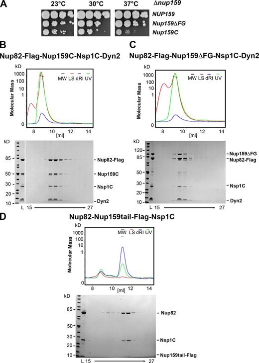Figure 3. SEC-MALS analysis of the different in vivo assembled Nup82 complexes. (A) Growth analysis of yeast nup159Δ-null strain complemented with the indicated Nup159 constructs under control of the GAL1 promoter and used for biochemical and EM analyses. Specifically, the nup159Δ shuffle strain was transformed with LEU2 plasmids carrying wild-type NUP159, nup159ΔFG, and nup159C, respectively. Subsequently, the URA3-NUP159 shuffle plasmid was shuffled out on galactose-containing 5-FOA plates. Derived yeast colonies complemented by NUP159, nup159ΔFG, and nup159C were spotted onto YPG (yeast extract, peptone, galactose) plates before it was further grown for 5 d. (B) SEC-MALS analysis of the affinity-purified Nup82–Nup159C–Nsp1C–Dyn2 complex, assembled in yeast cells as described in Materials and methods. The differential refractive index (dRI), light scattering (LS), and UV graphs are plotted against the elution volumes from a Superdex 200 Increase 10/300 GL gel filtration column. Two individual Nup82 complex preparations were analyzed by SEC-MALS, yielding a rather high molecular mass (MM) in the range of 650 kD (645 and 672 kD, respectively). The data shown are from a single representative experiment out of two repeats. The white line on the Coomassie-stained gel indicates that the intervening lanes corresponding to fractions 12–14 were removed for presentation purposes. (C) SEC-MALS analysis of the affinity-purified Nup82–Nup159ΔFG–Nsp1C–Dyn2 complex, revealing a molecular mass of 744 kD (calculated molecular mass of Nup159ΔFG, 100 kD). The data shown are from a single representative experiment out of two repeats. (D) SEC-MALS analysis of the affinity-purified Nup82–Nup159tail–Flag-Nsp1C complex, revealing a molecular mass of 114 kD (Nup159 tail fragment has a calculated molecular mass of 8 kD). The data shown are from a single representative experiment out of two repeats. See also Fig. S2 (B–E). L, load.