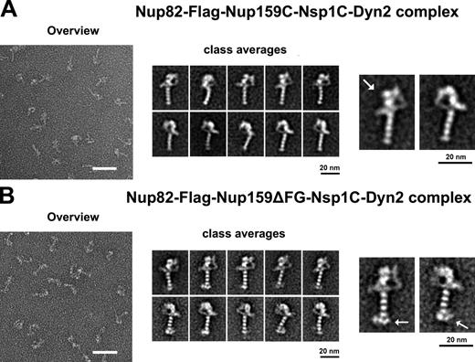 Figure 4. EM analysis of the purified Nup82 complexes. (A and B) Electron micrographs of the affinity-purified and GraFix-treated Nup82-Flag–Nup159C–Nsp1C–Dyn2 complex (A) or Nup82-Flag–Nup159ΔFG–Nsp1C–Dyn2 complex (B). Bars, 50 nm. Shown are an overview picture (left), a gallery of the representative class averages determined by multivariate statistical analysis (middle), and two enlarged classes, displaying presumable front and back orientation of the Nup82 complex (right). Arrows indicate distinct globular masses, corresponding to Nup82 β-propeller domains (A) and Nup159 β-propeller domains (B). See also Fig. S3.