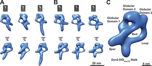 Figure 5. 3D structural analysis of the Nup82–Nup159C–Nsp1C–Dyn2 complex by negative-staining electron tomography. (A) Representative class averages of affinity-purified Nup82–Nup159C–Nsp1C–Dyn2 complex based on subtomogram averaging. Parts of the DIDNup159-Dyn2 stalk are averaged out in the first two classes. (B) Representative class averages of the affinity-purified Nup82–Nup159C–Nsp1C–Dyn2 complex based on subtomogram averaging focused by local masking to the head region such that it is resolved with higher detail. (C) Representative class of the affinity-purified Nup82–Nup159C–Nsp1C–Dyn2 complex. Three globular domains and a spurlike element orthogonal to the stalk build the backbone structure. The globular domains 3 and 1 are connected by a rod element. See also Fig. S4 (A and B).