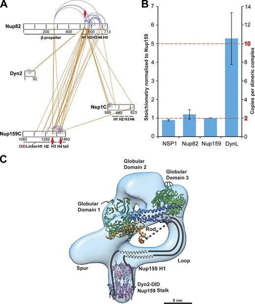 Figure 7. Quantitative MS, XL-MS, and structural modeling of the Nup82–Nup159C–Nsp1C–Dyn2 complex. (A) XL-MS of the affinity-purified Nup82–Nup159C–Nsp1C–Dyn2 complex using DSS. The primary structure of the protein is shown, and specific regions are indicated. Interprotein cross-links are shown in orange; intraprotein cross-links are in purple. For the visualization of cross-links, the xiNET tool from the Rappsilber laboratory was used (http://crosslinkviewer.org/index.php). Because multiple copies of each protein are present, the latter might also occur across multiple instances of the same protein. Homodimeric cross-links that connect the two instances of the same lysine residue are indicated with red arrows. (B) Stoichiometry measurements of purified Nup82–Nup159C–Nsp1C–Dyn2 complex by quantitative, targeted proteomics within the apex of the gel filtration peak (Fig. 3 B). Two heavy-labeled reference peptides per protein were used as intrinsic standards. The apparent values were normalized to the abundance of Nup159; error bars correspond to one standard deviation. (C) Structural model illustrating the possible architecture of the Nup82–Nup159C–Nsp1C–Dyn2 complex. Two Nup82–Nup159 heterodimers are shown in green and blue, as well as green and orange, and occupy globular domains 1 and 3, respectively. The N terminus of the Nup159 might proceed through the loop toward Dyn2-DIDNup159 stalk (only two of five Dyn2 dimers are shown). The Nup159 H1 domains (gray helices) reside closely to the Dyn2-DIDNup159 stalk as shown by the XL-MS analysis. See also Figs. S4 and S5 and Tables S3–S5.