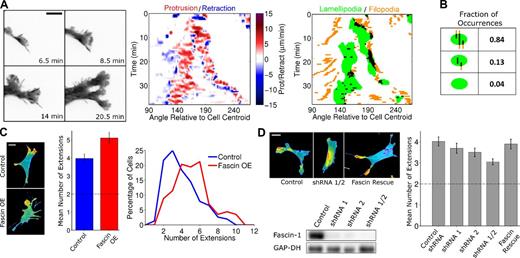 Figure 2. Modulation of fascin-1 expression tunes cell morphology. (A) TIRF montage (inverted grayscale) of a branching event in a NIH 3T3 cell expressing EGFP-fascin to mark F-actin bundles (left; see also Video 3), representative of 31 cells in 13 independent experiments (see Fig. S2 A for another example). The corresponding protrusion/retraction and lamellipod/filopod overlap maps are shown at right. (B) Lamellipod/filopod overlap analysis as shown in Fig 1 B; here, both putative filopodia and submembranous bundles labeled by FP-fascin were included in the analysis. (C) Representative TIRF images of NIH 3T3 cells expressing EGFP-AktPH or coexpressing mCherry AktPH and EGFP-fascin are shown. The bar graph shows the mean numbers of morphological extensions for the control (blue, n = 152) and fascin-overexpressing (red, n = 113) cells; error bars show 95% confidence intervals. The dashed line indicates that two extensions is the de facto minimum. The histogram shows the corresponding distributions. OE, overexpression. (D) NIH 3T3 cells were depleted of fascin-1 by two targeting shRNAs, expressed separately or in combination. The immunoblot confirms shRNA-mediated loss of fascin-1 expression levels relative to a nontargeting control shRNA, with GAPDH as a loading control. Representative TIRF images of these cells as well as of cells in which fascin-1 expression was rescued are shown. The bar graph shows the mean number of extensions quantified for each population of cells (n ≥ 140 for each condition); error bars show 95% confidence intervals. The dashed line indicates that two extensions is the de facto minimum. Bars: (A) 10 µm; (C and D) 20 µm.