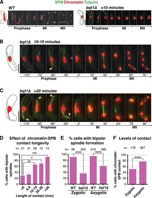 Figure 1. Rescue of bqt1Δ spindle defect by prophase chromatin–SPB contacts. (A–C) Frames from films of meiocytes carrying Hht1-mRFP (histone H3 tagged at one of the two endogenous hht1+ loci; Chromatin), Sid4-GFP (endogenously tagged; SPB), and ectopically expressed GFP-Atb2 (nmt1 promoter controlled; Tubulin). Numbering indicates meiotic progression in minutes; t = 0 is just before spindle formation. Bars, 5 µm. (A) A bqt1Δ meiocyte with <10-min contact displays a monopolar MI spindle and unstable MII spindles. (B and C) bqt1Δ cells with 10–19-min and >30-min chromatin–SPB contact (yellow arrowheads) show proper spindles at MI and MII. (D) Quantitation of effect of chromatin–SPB contact duration on bipolar MI spindle formation. n is the total number of cells scored in eight independent experiments; data were subject to Fisher’s exact test: ***, 0.0001 < P < 0.001; **, 0.001 < P < 0.01; *, 0.01 < P < 0.05. All cells scored for A–D of this figure are more extensively analyzed in Fig. S1 (C and D). (E) Bipolar spindle formation is more frequent in azygotic than zygotic bqt1Δ meiosis. n is the total number of cells scored from at least two (WT) and more than eight (bqt1Δ) independent experiments in a range of strain backgrounds; ****, P < 0.0001. (F) Comparison of chromatin–SPB contact frequency in zygotic and azygotic meiosis. n is the total number of cells scored from >3 (WT) and >10 (bqt1Δ) independent experiments (for chromatin–SPB contact data) and ≥5 (WT and bqt1Δ) independent experiments (for centromere–SPB contact data).